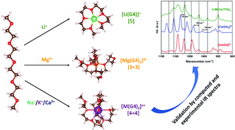 Graphical abstract: Investigation of alkali and alkaline earth solvation structures in tetraglyme solvent