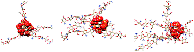 Graphical abstract: Polymorphism of chitosan-based networks stabilized by phytate investigated by molecular dynamics simulations