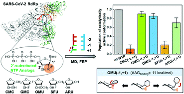 Graphical abstract: Incorporation efficiency and inhibition mechanism of 2′-substituted nucleotide analogs against SARS-CoV-2 RNA-dependent RNA polymerase