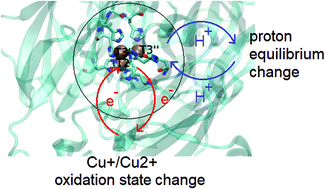 Graphical abstract: Multidimensional redox potential/pKa coupling in multicopper oxidases from molecular dynamics: implications for the proton transfer mechanism