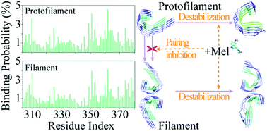 Graphical abstract: Mechanisms of melatonin binding and destabilizing the protofilament and filament of tau R3–R4 domains revealed by molecular dynamics simulation