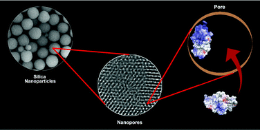 Graphical abstract: Adsorption of lysozyme into a charged confining pore