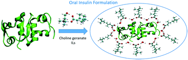 Graphical abstract: The molecular mechanism behind the stabilization of insulin by choline and geranate (CAGE) ionic liquids – computational insights into oral insulin drug formulation