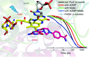 Graphical abstract: Ultrafast dynamics of fully reduced flavin in catalytic structures of thymidylate synthase ThyX