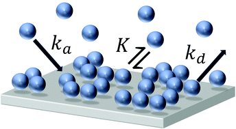 Graphical abstract: Modelling the adsorption of phospholipid vesicles to a silicon dioxide surface using Langmuir kinetics