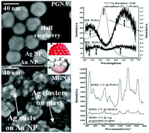 Graphical abstract: Half-raspberry-like bimetallic nanoassembly: Interstitial dependent correlated surface plasmon resonances and surface-enhanced Raman spectroscopy