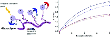 Graphical abstract: Detection of ligand binding to glycopolymers using saturation transfer difference NMR