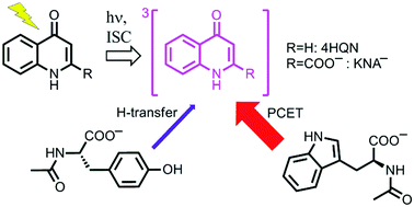 Graphical abstract: Kynurenic acid and its chromophoric core 4-hydroxyquinoline react with tryptophan via proton-coupled electron transfer, and with tyrosine via H-transfer