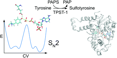 Graphical abstract: The catalytic reaction mechanism of tyrosylprotein sulfotransferase-1
