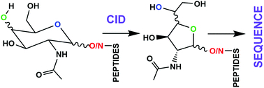 Graphical abstract: Evidence of gas-phase pyranose-to-furanose isomerization in protonated peptidoglycans