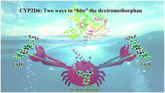 Graphical abstract: The regioselectivity of the interaction between dextromethorphan and CYP2D6