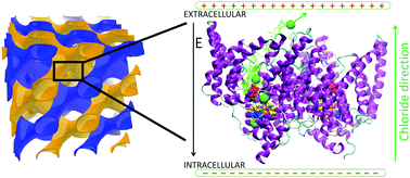 Graphical abstract: The EcCLC antiporter embedded in lipidic liquid crystalline films – molecular dynamics simulations and electrochemical methods