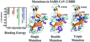 Graphical abstract: Mechanistic insights into the effects of key mutations on SARS-CoV-2 RBD–ACE2 binding