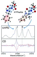 Graphical abstract: Ultraviolet photodissociation circular dichroism spectroscopy of protonated l-phenylalanyl-l-alanine in a cryogenic ion trap