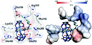 Graphical abstract: Binding of toluidine blue-myristic acid derivative to cucurbit[7]uril and human serum albumin: computational and biophysical insights towards a biosupramolecular assembly
