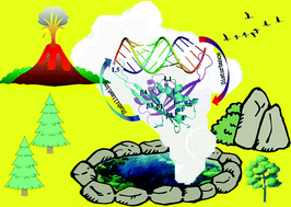 Graphical abstract: How DNA affects the hyperthermophilic protein Ape10b2 for oligomerization: an investigation using multiple short molecular dynamics simulations