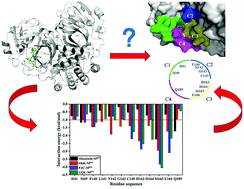 Graphical abstract: Binding mechanism of inhibitors to SARS-CoV-2 main protease deciphered by multiple replica molecular dynamics simulations