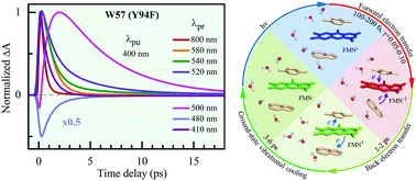 Graphical abstract: Ultrafast nonequilibrium dynamics of short-range protein electron transfer in flavodoxin