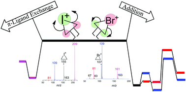 Graphical abstract: Experimental and theoretical investigations into the mechanisms of haliranium ion π-ligand exchange reactions with cyclic alkenes in the gas phase