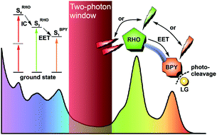 Graphical abstract: Ultrafast and efficient energy transfer in a one- and two-photon sensitized rhodamine-BODIPY dyad: a perspective for broadly absorbing photocages