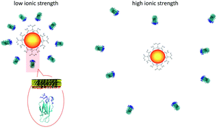 Graphical abstract: The corona of protein–gold nanoparticle systems: the role of ionic strength