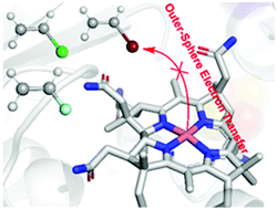 Graphical abstract: Outer-sphere electron transfer does not underpin B12-dependent olefinic reductive dehalogenation in anaerobes