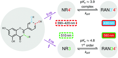 Graphical abstract: The radicals of quercetin-derived antioxidants in Triton X-100 micelles