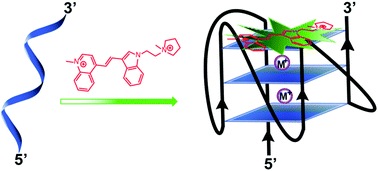 Graphical abstract: Stabilization and fluorescence light-up of G-quadruplex nucleic acids using indolyl-quinolinium based probes