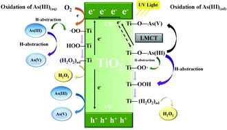 Graphical abstract: Importance of the ligand-to-metal charge transfer (LMCT) pathway in the photocatalytic oxidation of arsenite by TiO2
