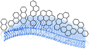 Graphical abstract: The effects of molecular weight and orientation on the membrane permeation and partitioning of polycyclic aromatic hydrocarbons: a computational study