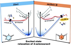 Graphical abstract: One order of magnitude increase of triplet state lifetime observed in deprotonated form selenium substituted uracil