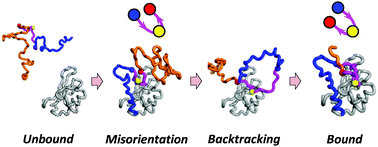 Graphical abstract: Topological frustration leading to backtracking in a coupled folding–binding process