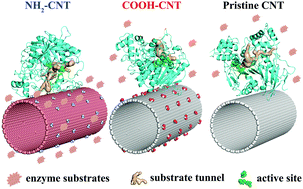Graphical abstract: Molecular understanding of acetylcholinesterase adsorption on functionalized carbon nanotubes for enzymatic biosensors