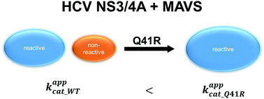 Graphical abstract: The Q41R mutation in the HCV-protease enhances the reactivity towards MAVS by suppressing non-reactive pathways