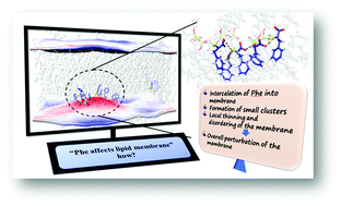 Graphical abstract: How does excess phenylalanine affect the packing density and fluidity of a lipid membrane?