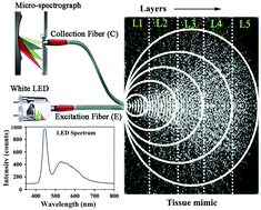 Graphical abstract: Picosecond-resolved fluorescence resonance energy transfer (FRET) in diffuse reflectance spectroscopy explores biologically relevant hidden molecular contacts in a non-invasive way