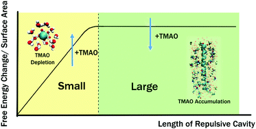Graphical abstract: Small-to-large length scale transition of TMAO interaction with hydrophobic solutes