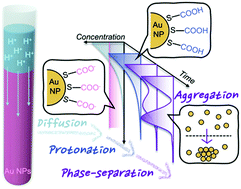 Graphical abstract: Phase separation mechanism for a unified understanding of dissipative pattern formation in a Liesegang system