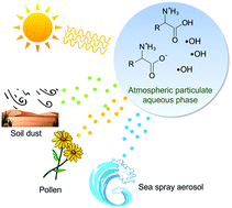 Graphical abstract: T- and pH-dependent OH radical reaction kinetics with glycine, alanine, serine, and threonine in the aqueous phase