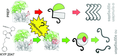 Graphical abstract: Inhibition-mediated changes in prolyl oligopeptidase dynamics possibly related to α-synuclein aggregation