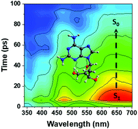 Graphical abstract: Photostability of 2,6-diaminopurine and its 2′-deoxyriboside investigated by femtosecond transient absorption spectroscopy