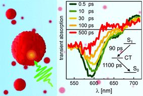Graphical abstract: The effect of intermolecular electronic coupling on the exciton dynamics in perylene red nanoparticles