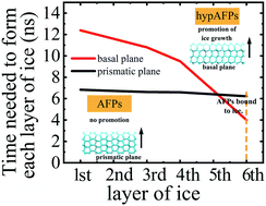 Graphical abstract: Do antifreeze proteins generally possess the potential to promote ice growth?