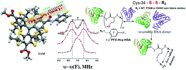 Graphical abstract: Application of W-band 19F electron nuclear double resonance (ENDOR) spectroscopy to distance measurement using a trityl spin probe and a fluorine label