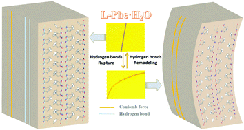 Graphical abstract: The bending behavior of an l-phenylalanine monohydrate soft crystal via reversible hydrogen bond rupture and remodeling