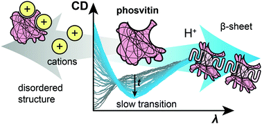 Graphical abstract: Reversible, β-sheet-dependent self-assembly of the phosphoprotein phosvitin is controlled by the concentration and valency of cations