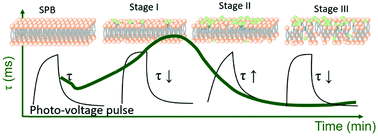 Graphical abstract: Real-time monitoring the staged interactions between cationic surfactants and a phospholipid bilayer membrane