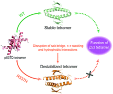 Graphical abstract: Mechanistic insight into the destabilization of p53TD tetramer by cancer-related R337H mutation: a molecular dynamics study