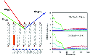 Graphical abstract: Binding affinity and conformation of a conjugated AS1411 aptamer at a cationic lipid bilayer interface