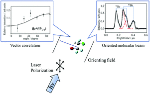 Graphical abstract: A vector correlation study using a hexapole-oriented molecular beam: photodissociation dynamics of oriented isohaloethane
